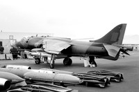 Harrier/AV-8