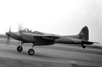 Hornet (De Havilland)