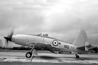 Royal Navy 813 Squadron Westland Wyvern S.4 WL879/185 (1954)